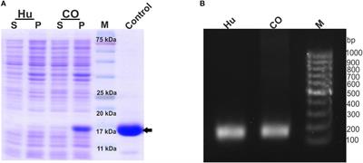 Optimizing Granulocyte Colony-Stimulating Factor Transcript for Enhanced Expression in Escherichia coli